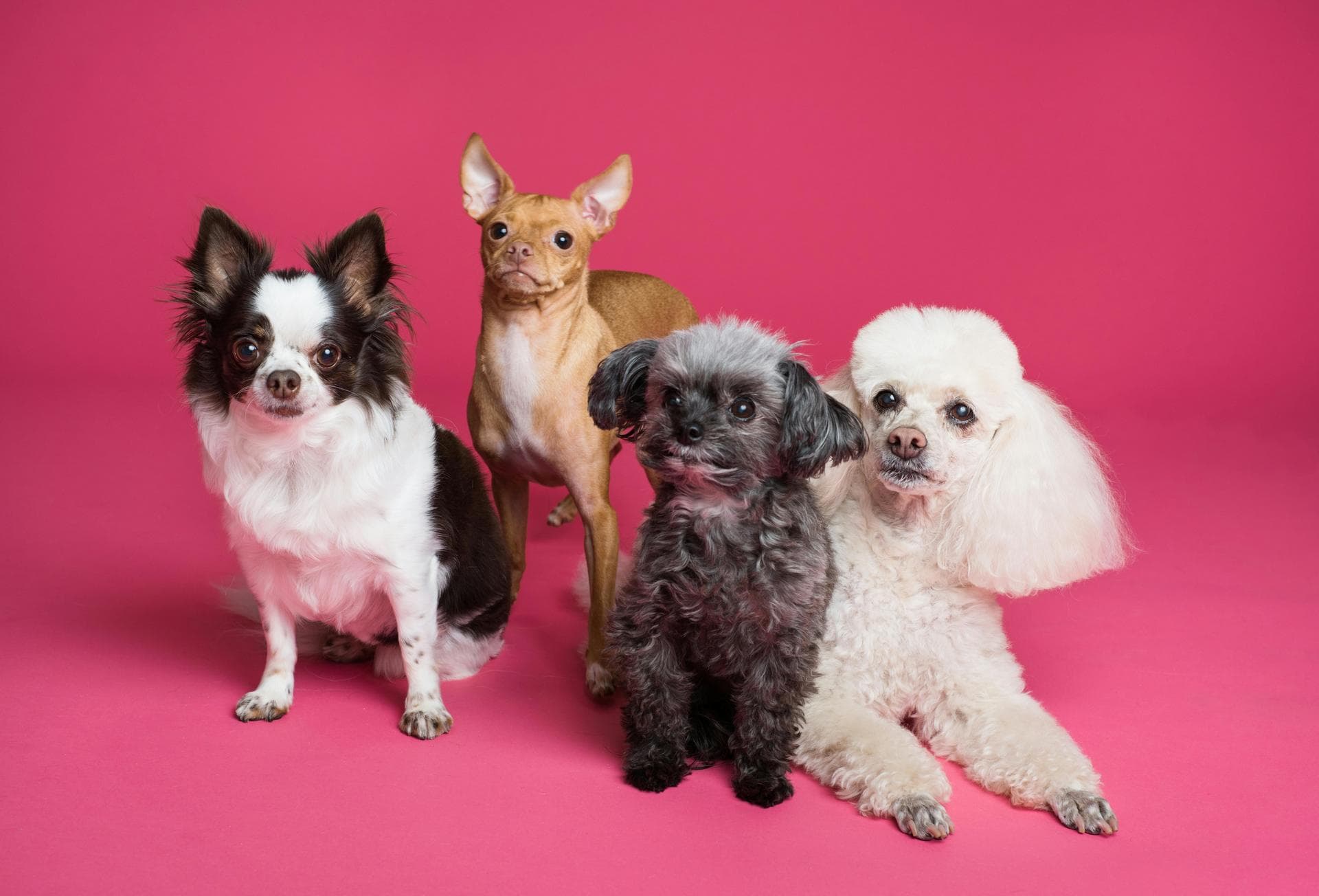 Farm & Large-Animal Vets near Southwark
