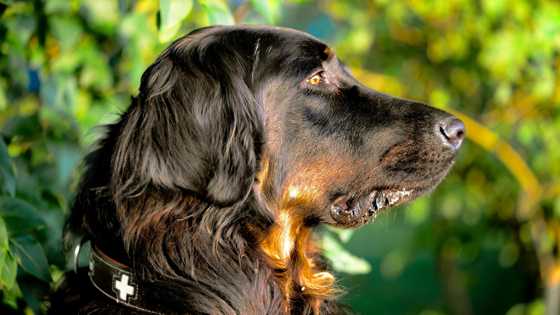 Farm & Large-Animal Vets near Southwark