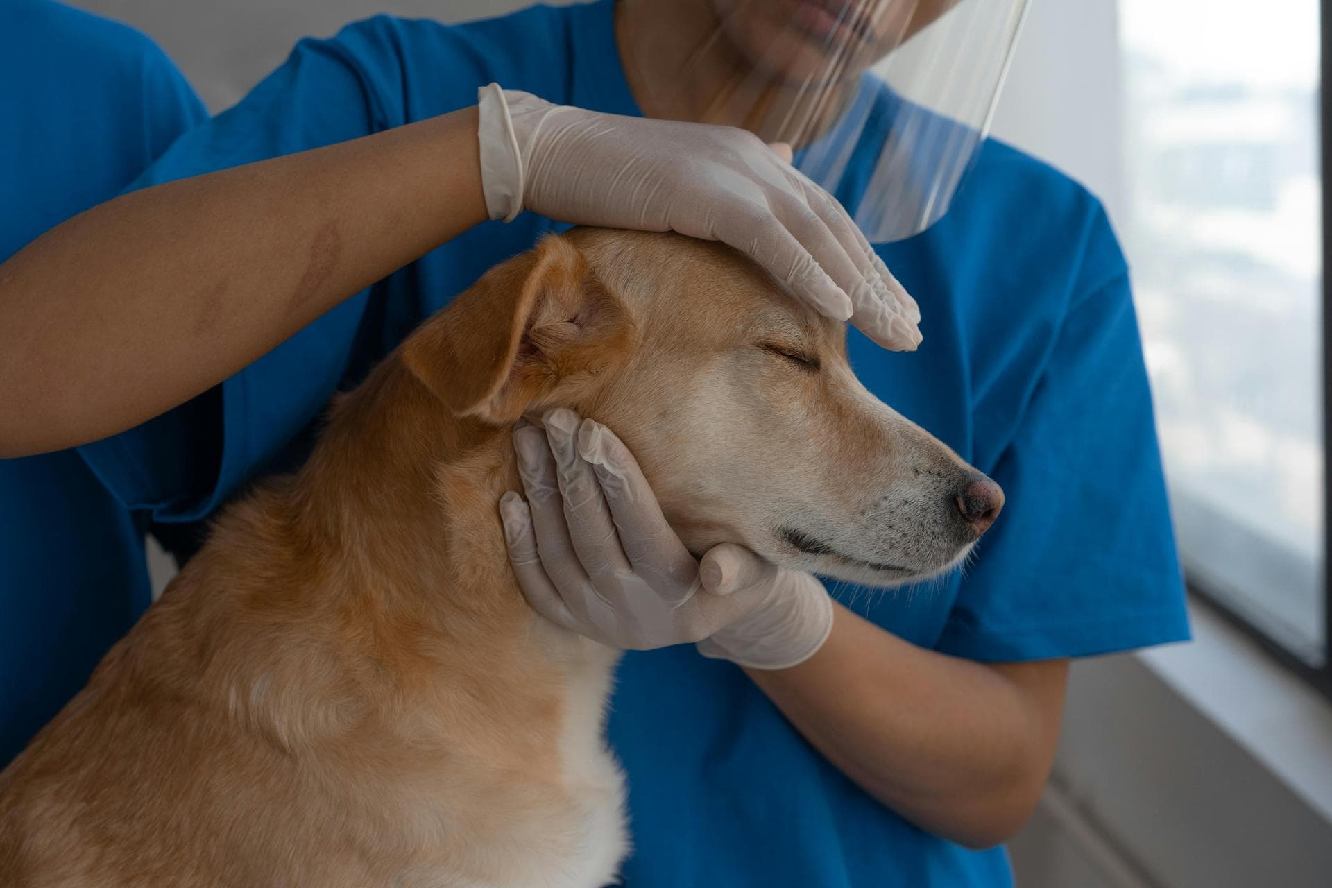 Dog Euthanasia Put Down Prices in Southwark