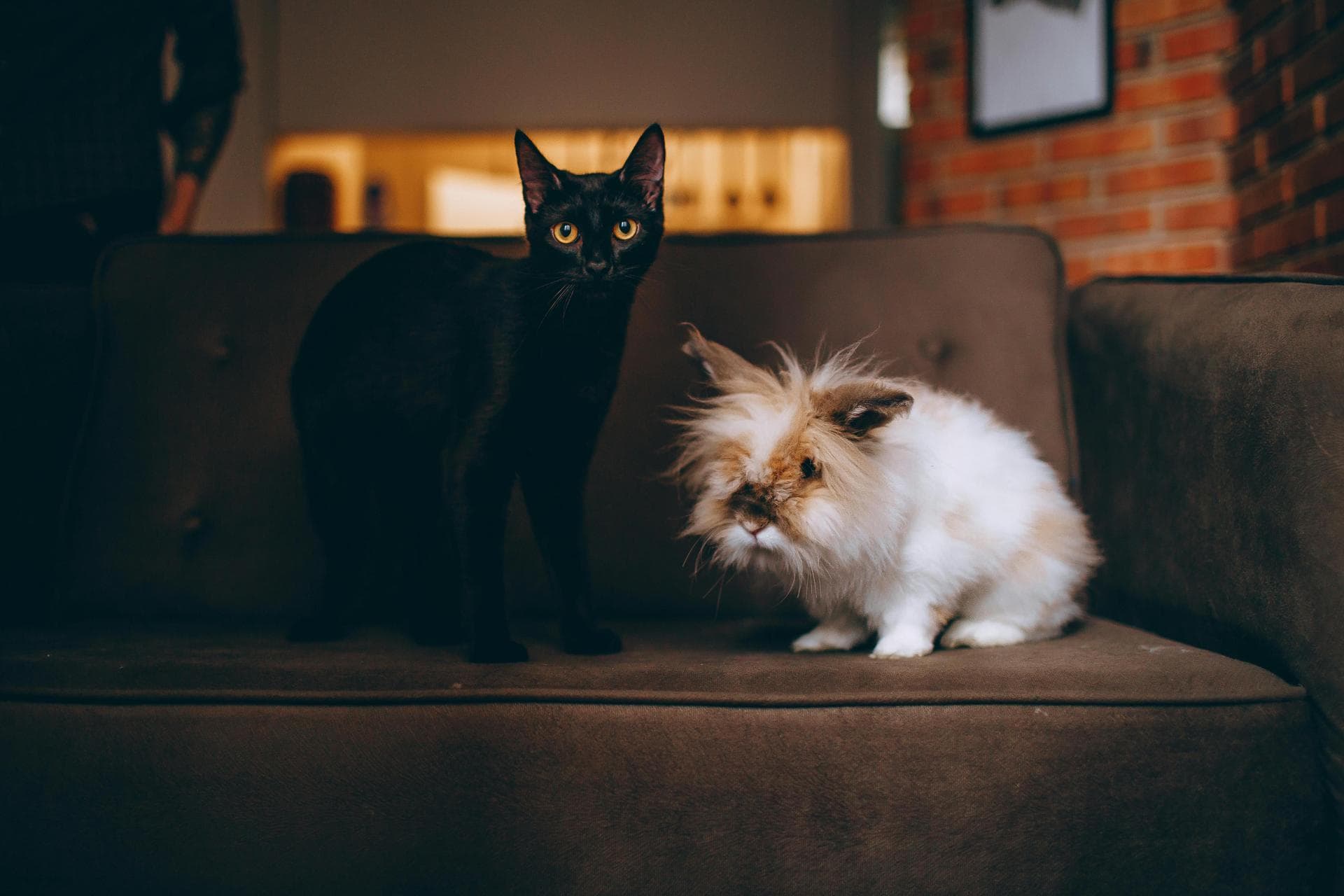 Vet Consultation Prices in Southwark