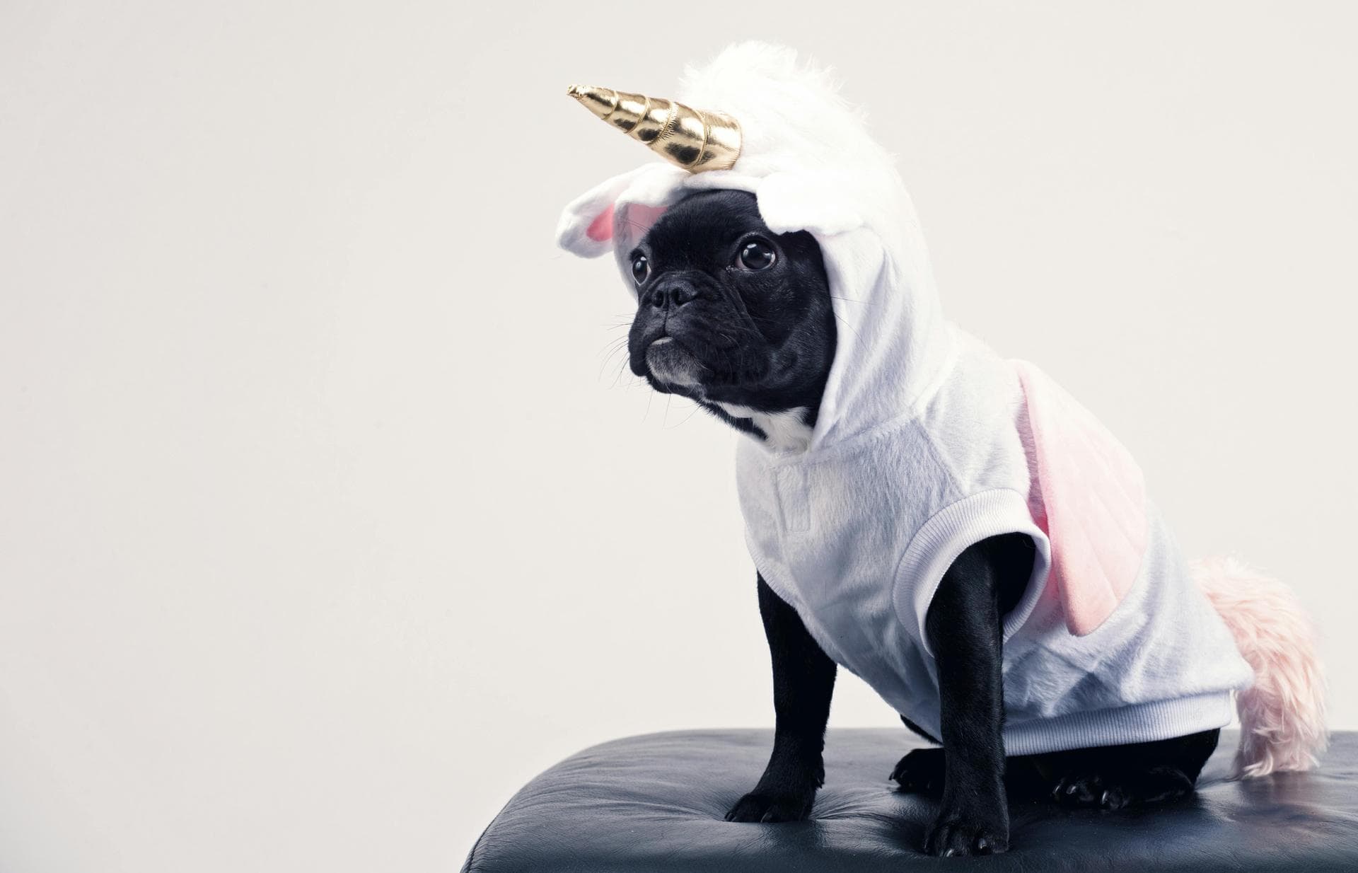 Dog & Cat Vets in Southwark