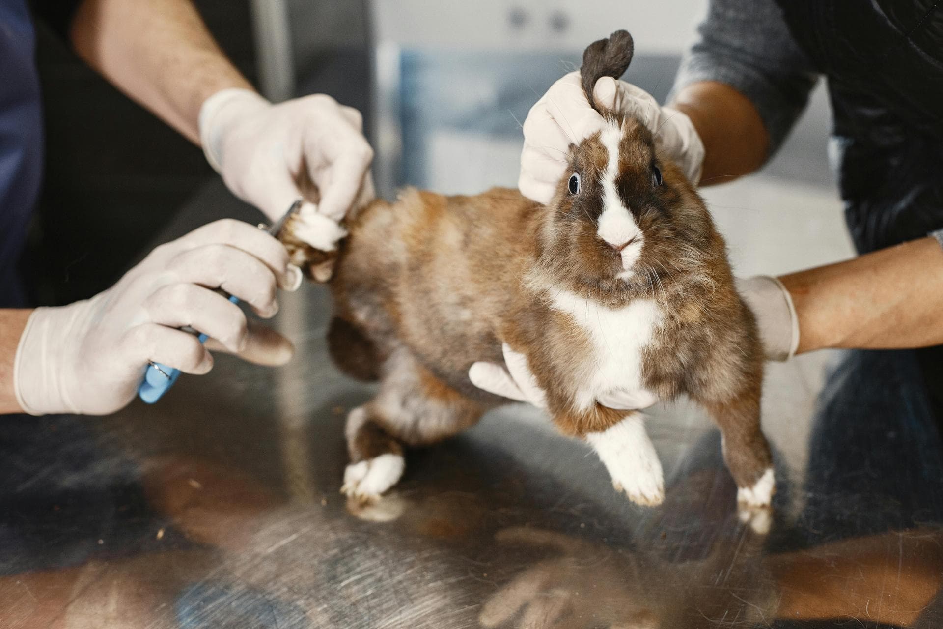 Dog & Cat Vets in Southwark